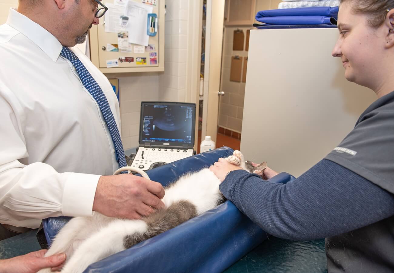 Pet Ultrasound In East Rockaway, NY East Rockaway Vet