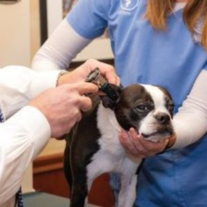 dog ear checkup at the vet hospital